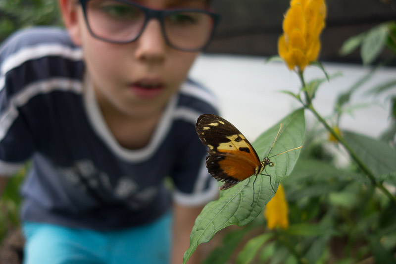 Our butterflies greenhouse