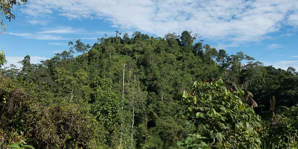 Senderismo en el bosque