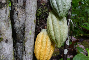Organic cocoa farming